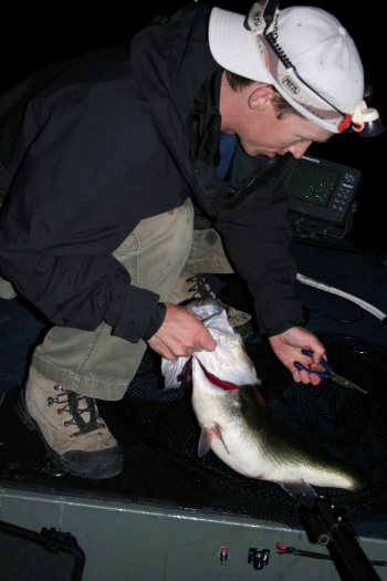 handling trophy bass