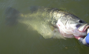 releasing a big bass