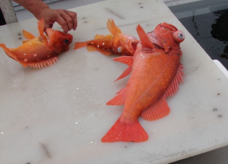 Starry Rockfish and Vermillion Rockfish