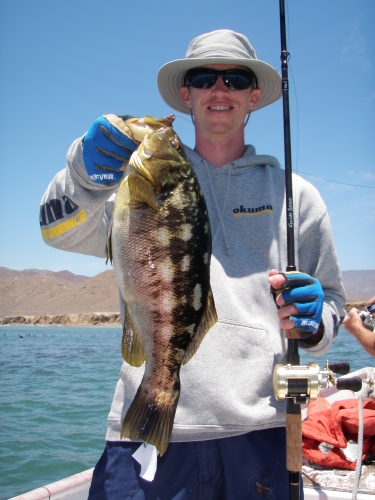 Green calico bass from the eel grass