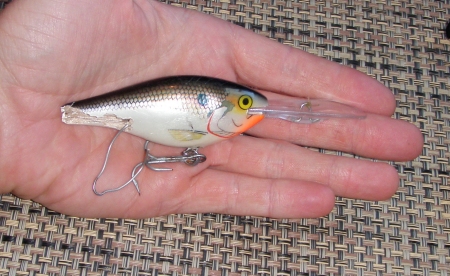 Risto Rap crankbait for yellowtail?