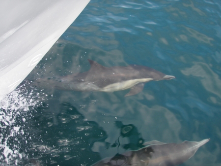 Cedros Island dolphins