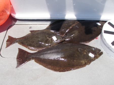 San Martin island halibut